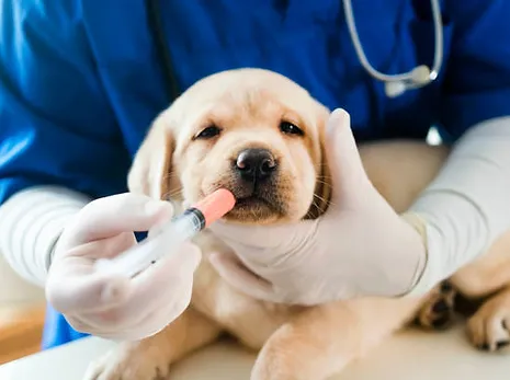 Dog Vaccinations San Marcos CA