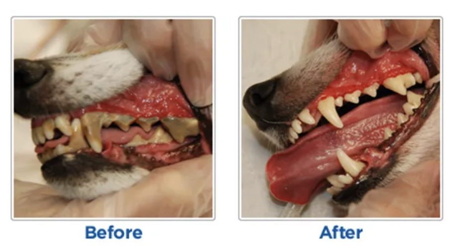 Canine Teeth Cleaning in San Marcos CA