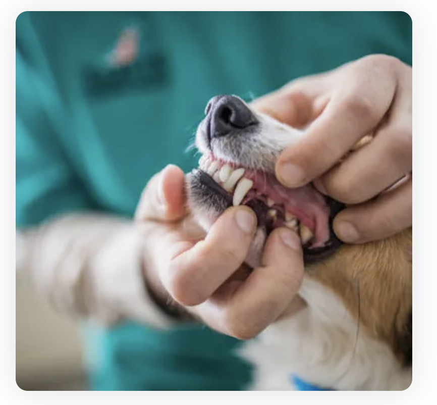 Canine Teeth Cleaning San Marcos CA