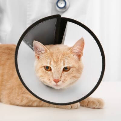 an tabby cat wearing a cone collar