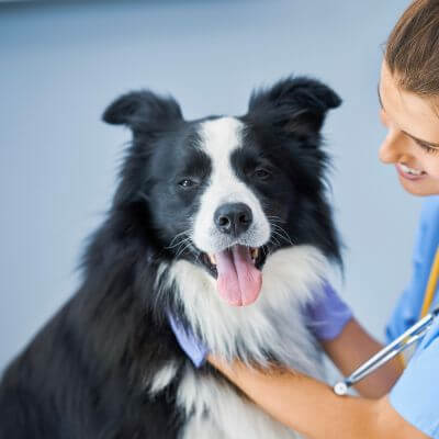 a vet checking dog