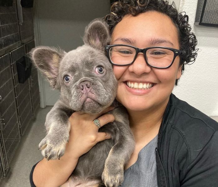 a vet hold a French dog puppy