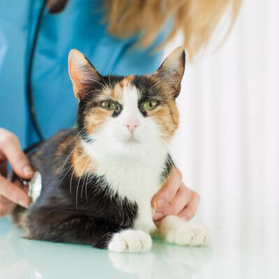 a vet checking cat