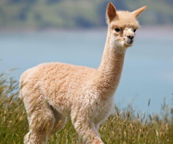 alpacas walking by a lake