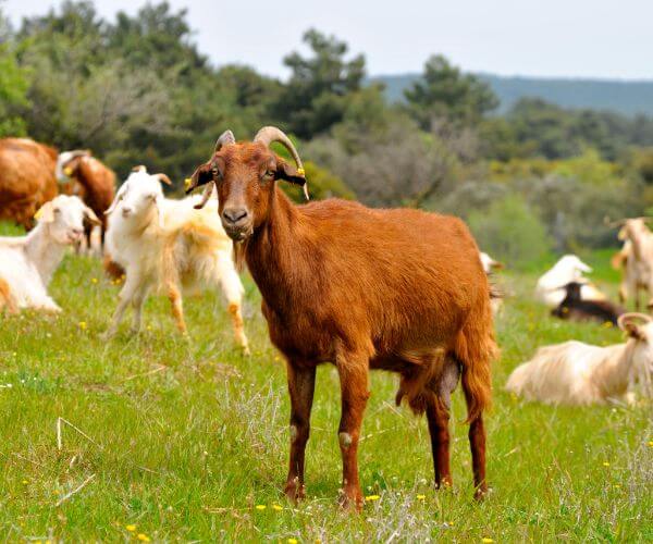 a brown goat standing in a field with other goats in the background