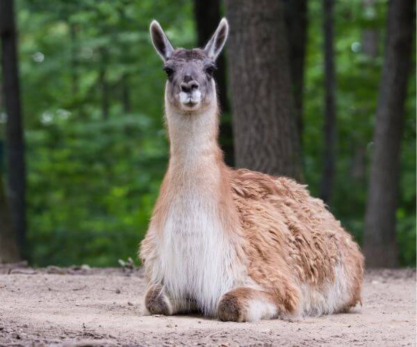 llamas sitting