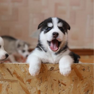 a playful husky puppy with bright blue eyes