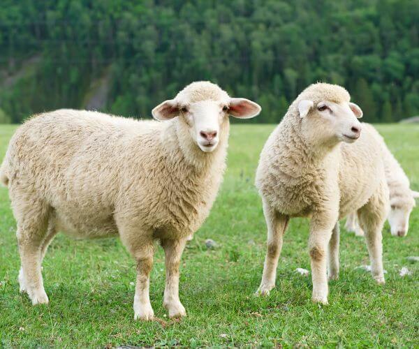 sheep walking on grass