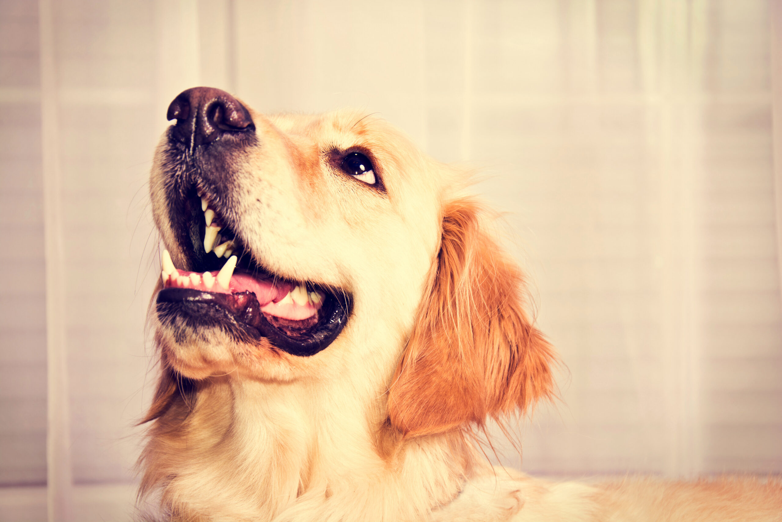 Cute golden retriever dog. SoCal Veterinary Hospital Entrance View